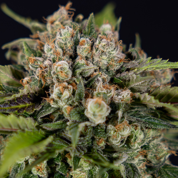 Jet Fuel (Zamnesia Seeds) Feminisoidut