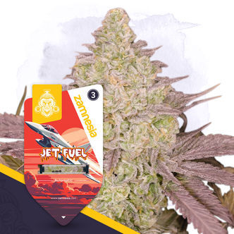 Jet Fuel Automatic (Zamnesia Seeds) feminisoidut