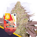 Jet Fuel Autoflower (Zamnesia Seeds) Feminisoidut