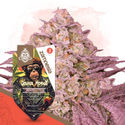 Grease Monkey (Zamnesia Seeds) Feminisoidut