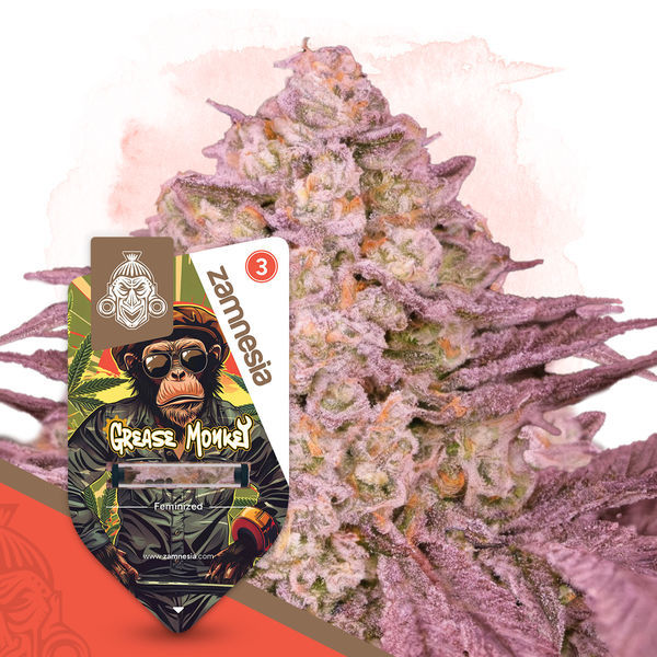 Grease Monkey (Zamnesia Seeds) Feminisoidut