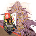 Grease Monkey Autoflower (Zamnesia Seeds) Feminisoidut