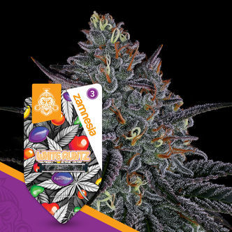 White Runtz (Zamnesia Seeds) feminisoidut kannabiksen siemenet