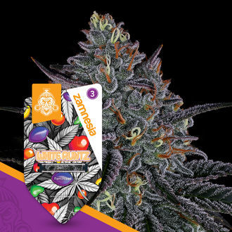 White Runtz (Zamnesia Seeds) Feminisoidut