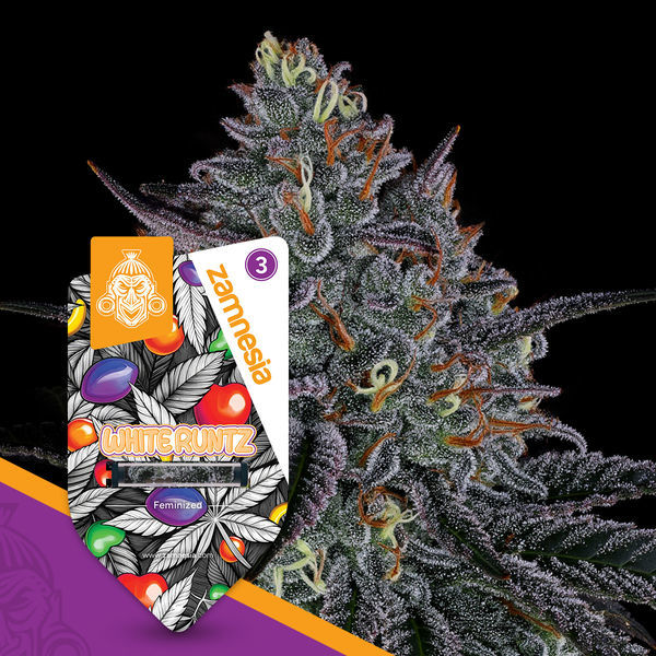 White Runtz (Zamnesia Seeds) Feminisoidut