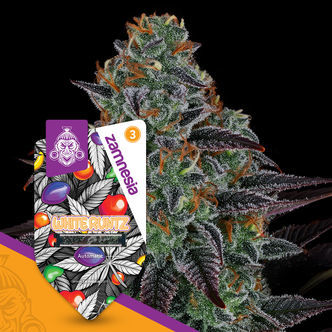 White Runtz Automatic (Zamnesia Seeds) feminisoidut