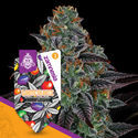 White Runtz Autoflower (Zamnesia Seeds) Feminisoidut