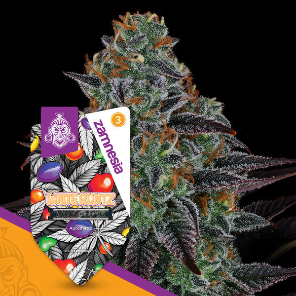 White Runtz Autoflower (Zamnesia Seeds) Feminisoidut