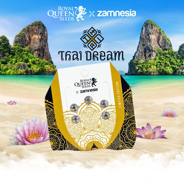 Thai Dream (Royal Queen Seeds x Zamnesia) Feminisoidut