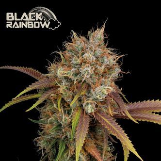 Black Rainbow (Seedstockers Superior) feminisoidut kannabiksen siemenet