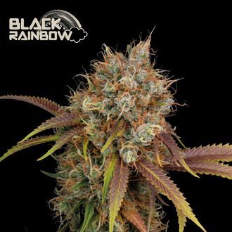 Black Rainbow (Seedstockers) Feminisoidut