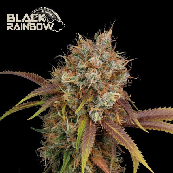 Black Rainbow (Seedstockers) Feminisoidut