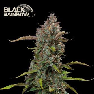 Black Rainbow Auto (Seedstockers Superior) Feminisoidut