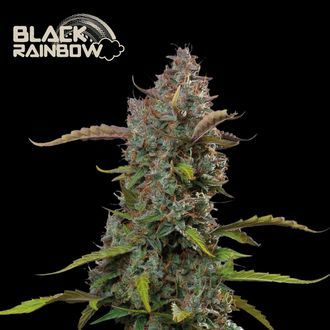 Black Rainbow Auto (Seedstockers) Feminisoidut