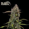 Black Rainbow Auto (Seedstockers) Feminisoidut