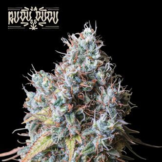 Rucu Cucu OG (Seedstockers Superior) feminisoitu