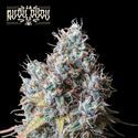 Rucu Cucu OG (Seedstockers) Feminisoidut