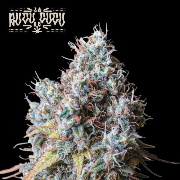 Rucu Cucu OG (Seedstockers) Feminisoidut