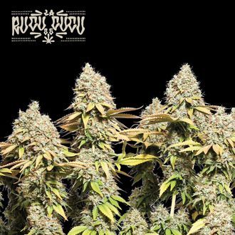 Rucu Cucu OG Auto (Seedstockers) Feminisoidut