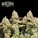 Rucu Cucu OG Auto (Seedstockers) Feminisoidut