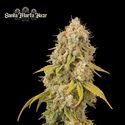 Santa Marta Haze (Seedstockers) Feminisoidut