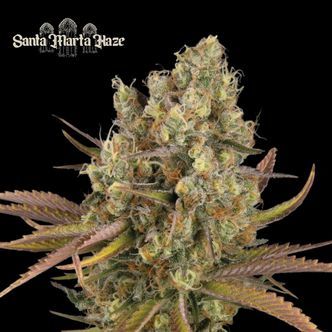 Santa Marta Haze Auto (Seedstockers Superior) feminisoidut