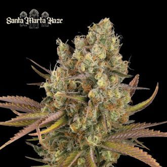Santa Marta Haze Auto (Seedstockers) Feminisoidut