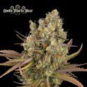 Santa Marta Haze Auto (Seedstockers) Feminisoidut