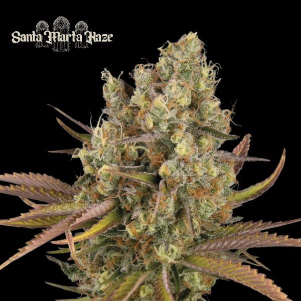 Santa Marta Haze Auto (Seedstockers) Feminisoidut