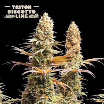 Triton Biscotto Lime (Seedstockers Superior) feminisoidut kannabiksen siemenet