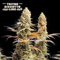 Triton Biscotto Lime (Seedstockers) Feminisoidut