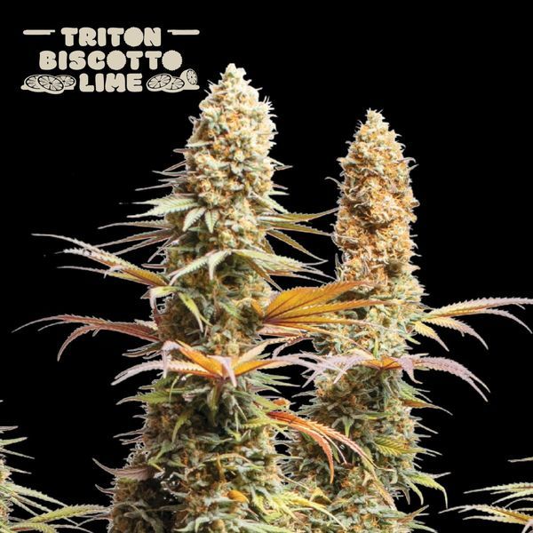 Triton Biscotto Lime (Seedstockers) Feminisoidut