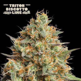 Triton Biscotto Lime Auto (Seedstockers Superior) feminisoitu