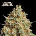Triton Biscotto Lime Auto (Seedstockers) Feminisoidut