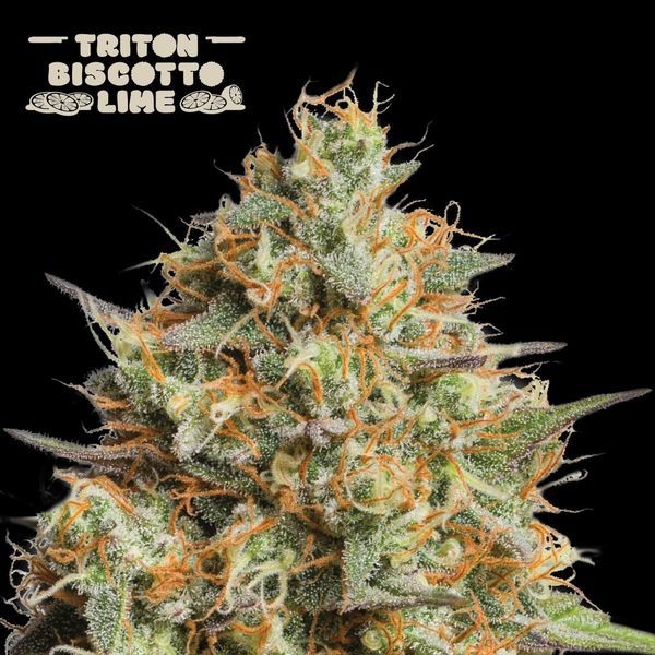 Triton Biscotto Lime Auto (Seedstockers) Feminisoidut