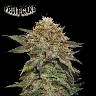 Fruit Cake (Seedstockers Superior) feminisoidut kannabiksen siemenet