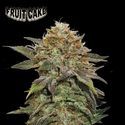 Fruit Cake (Seedstockers) Feminisoidut