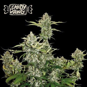 Candy Dawg Auto (Seedstockers Superior) feminisoitu