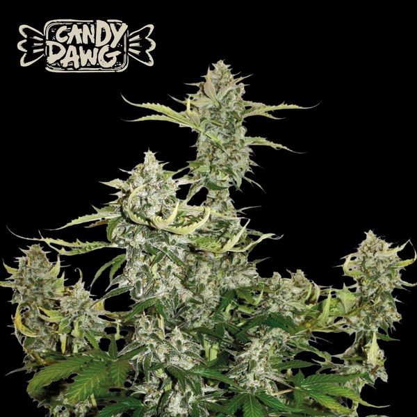 Candy Dawg Auto (Seedstockers) Feminisointi