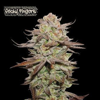 Sticky Fingers Auto (Seedstockers) Feminisoidut