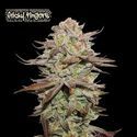 Sticky Fingers Auto (Seedstockers) Feminisoidut