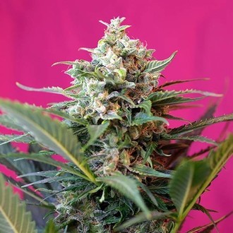 Big Devil XL Auto (Sweet Seeds) Feminisoidut