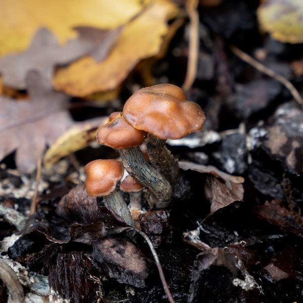 Psilocybe azurescens -nesteviljelmäruisku (Acid Shroomz)