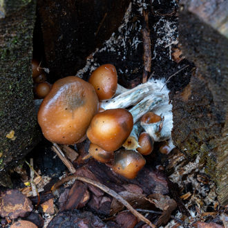 Psilocybe azurescens -nesteviljelmäruisku (Acid Shroomz)
