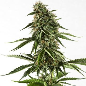 Rainbow Sherbet 11 (Kannabia) feminisoidut