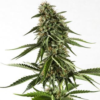 Rainbow Sherbet #11 (Kannabia) Feminisoidut