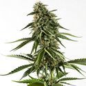 Rainbow Sherbet #11 (Kannabia) Feminisoidut