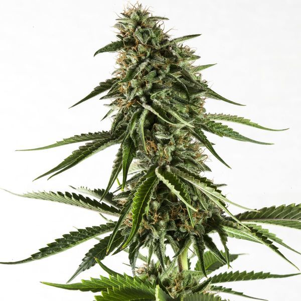 Rainbow Sherbet #11 (Kannabia) Feminisoidut