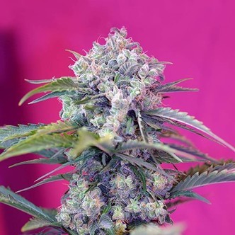 Cream Mandarine Auto (Sweet Seeds) feminisoidut
