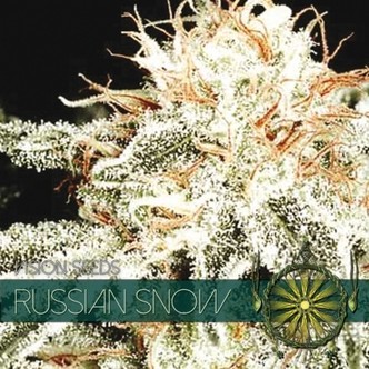 Russian Snow (Vision Seeds) feminisoidut kannabiksen siemenet